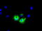 Keratin, type II cytoskeletal 8 antibody, TA500022, Origene, Immunofluorescence image 