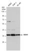 Malate dehydrogenase, cytoplasmic antibody, GTX130900, GeneTex, Western Blot image 