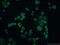 SPRY Domain Containing 7 antibody, 26510-1-AP, Proteintech Group, Immunofluorescence image 