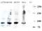 DNA Cross-Link Repair 1C antibody, NBP1-77975, Novus Biologicals, Western Blot image 