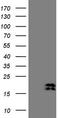 Natriuretic Peptide B antibody, TA809025, Origene, Western Blot image 