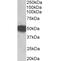 GFAP antibody, OAEB01041, Aviva Systems Biology, Western Blot image 