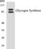 Glycogen Synthase 1 antibody, EKC1247, Boster Biological Technology, Western Blot image 