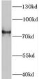 Synaptic Vesicle Glycoprotein 2B antibody, FNab08407, FineTest, Western Blot image 