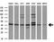 SRY-Box 17 antibody, M01665, Boster Biological Technology, Western Blot image 