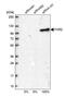 Fragile X mental retardation syndrome-related protein 2 antibody, NBP1-83432, Novus Biologicals, Western Blot image 