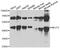 Negative Elongation Factor Complex Member E antibody, LS-C746830, Lifespan Biosciences, Western Blot image 