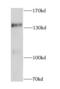 CCCTC-Binding Factor antibody, FNab02049, FineTest, Western Blot image 