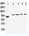VGF Nerve Growth Factor Inducible antibody, PA1984, Boster Biological Technology, Western Blot image 