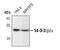 Tyrosine 3-Monooxygenase/Tryptophan 5-Monooxygenase Activation Protein Beta antibody, PA5-17425, Invitrogen Antibodies, Western Blot image 