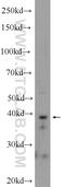 Inositol Monophosphatase Domain Containing 1 antibody, 25739-1-AP, Proteintech Group, Western Blot image 