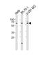 Spermatogenesis Associated Serine Rich 2 antibody, A15281, Boster Biological Technology, Western Blot image 