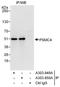 Proteasome 26S Subunit, ATPase 4 antibody, A303-850A, Bethyl Labs, Immunoprecipitation image 