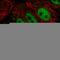 Zinc Finger GATA Like Protein 1 antibody, HPA049855, Atlas Antibodies, Immunocytochemistry image 