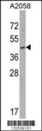 Eukaryotic translation initiation factor 3 subunit F antibody, LS-C167694, Lifespan Biosciences, Western Blot image 