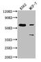 Regulator of differentiation 1 antibody, CSB-PA020060NA01HU, Cusabio, Western Blot image 
