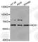 NADPH oxidase 1 antibody, A8527, ABclonal Technology, Western Blot image 