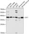 Pre-mRNA-splicing factor ISY1 homolog antibody, GTX66214, GeneTex, Western Blot image 
