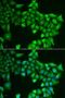 Phosphoglucomutase-1 antibody, orb247354, Biorbyt, Immunofluorescence image 