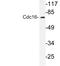 Cell division cycle protein 16 homolog antibody, LS-C176495, Lifespan Biosciences, Western Blot image 