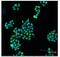 BCL2 Antagonist/Killer 1 antibody, LS-B3269, Lifespan Biosciences, Immunofluorescence image 