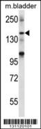 SH3 and multiple ankyrin repeat domains protein 2 antibody, 56-643, ProSci, Western Blot image 