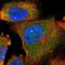 TAPP2 antibody, NBP1-90655, Novus Biologicals, Immunofluorescence image 