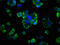 RAGE antibody, A52166-100, Epigentek, Western Blot image 