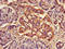 Reticulophagy Regulator 1 antibody, LS-B15228, Lifespan Biosciences, Immunohistochemistry paraffin image 