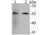 FKBP Prolyl Isomerase 4 antibody, NBP2-75491, Novus Biologicals, Western Blot image 