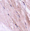 Nipsnap Homolog 2 antibody, 4943, ProSci, Immunohistochemistry paraffin image 