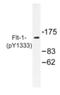 Fms Related Tyrosine Kinase 1 antibody, AP01883PU-N, Origene, Western Blot image 