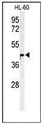 Methyltransferase Like 17 antibody, AP52576PU-N, Origene, Western Blot image 