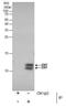 Enhancer of yellow 2 transcription factor homolog antibody, PA5-34959, Invitrogen Antibodies, Immunoprecipitation image 