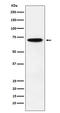 Nuclear Respiratory Factor 1 antibody, M01129, Boster Biological Technology, Western Blot image 