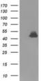 Ribonuclease/Angiogenin Inhibitor 1 antibody, NBP2-03254, Novus Biologicals, Western Blot image 