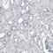Zinc Finger Protein 772 antibody, PA5-56701, Invitrogen Antibodies, Immunohistochemistry frozen image 