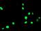 Peroxisome Proliferator Activated Receptor Alpha antibody, NBP2-01211, Novus Biologicals, Immunofluorescence image 