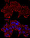 Ribosomal Protein L8 antibody, 13-394, ProSci, Immunofluorescence image 