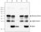 BAX antibody, TA328050, Origene, Immunoprecipitation image 