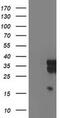 Leukocyte Receptor Cluster Member 1 antibody, MA5-25594, Invitrogen Antibodies, Western Blot image 