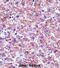 Mannose Binding Lectin 2 antibody, abx027569, Abbexa, Immunohistochemistry frozen image 