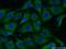 Persephin antibody, 19713-1-AP, Proteintech Group, Immunofluorescence image 