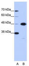 Obg-like ATPase 1 antibody, TA343792, Origene, Western Blot image 