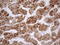 Neuroguidin antibody, LS-C794554, Lifespan Biosciences, Immunohistochemistry paraffin image 