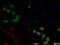 GAPDH antibody, NB300-324, Novus Biologicals, Immunofluorescence image 