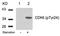 Cyclin Dependent Kinase 6 antibody, AP08040PU-S, Origene, Western Blot image 
