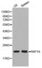 Ras-related protein Rap-1A antibody, abx000928, Abbexa, Western Blot image 