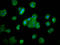 Protein SMG7 antibody, LS-C681404, Lifespan Biosciences, Immunofluorescence image 