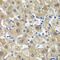 Methionine Adenosyltransferase 1A antibody, 18-744, ProSci, Immunohistochemistry frozen image 